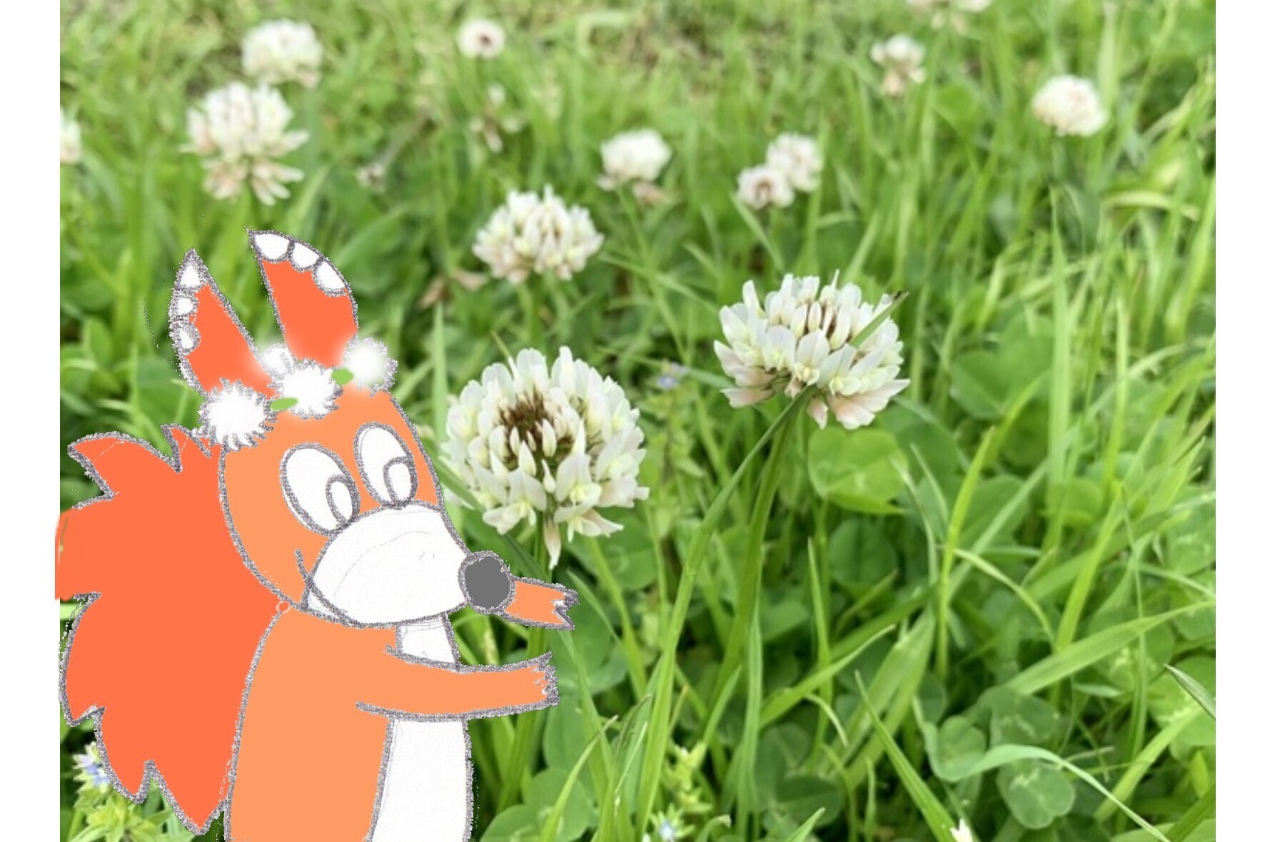 激安通販新作 植物画たんぽぽ＊シロツメクサ＊アカツメクサ （著作本 絵画
